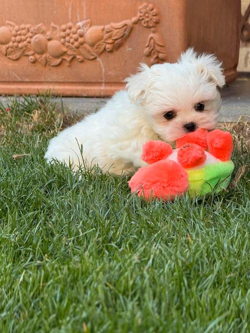 Maltezer pups, Dieren en Toebehoren, Honden | Chihuahua's en Gezelschapshonden, Meerdere dieren, Maltezer, Fokker | Professioneel