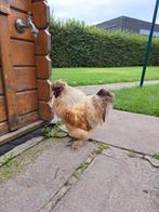 Wie wil onze haan een gouden tuintje bieden, Dieren en Toebehoren, Pluimvee