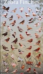 Te koop gevraagd voor de export, Dieren en Toebehoren, Meerdere dieren