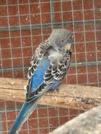 À vendre bf perakeets