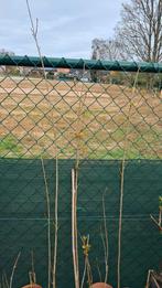 Jonge  italiaanse populieren in pot., Ophalen