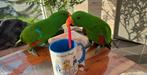 2 magnifiques eclectus mâles eam