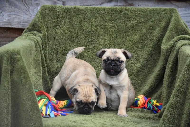 Heel mooi Mops pupje, Dieren en Toebehoren, Honden | Bulldogs, Pinschers en Molossers, Reu, Overige rassen, Fokker | Professioneel