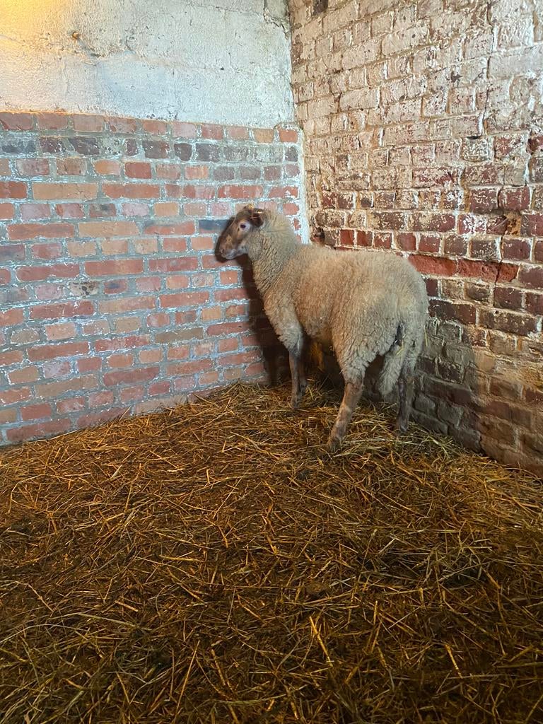 Schapen, Dieren en Toebehoren, Schapen, Geiten en Varkens