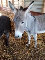 Ezel, Dieren en Toebehoren, Schapen, Geiten en Varkens