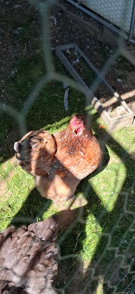 Cochin hen, Dieren en Toebehoren, Pluimvee