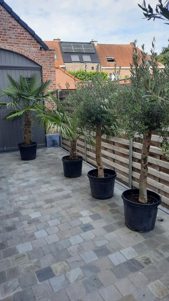 ‼️mediterraanse planten aan PROMOprijzen ‼️, Ophalen