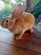 Mooie jonge gele Vlaamse reuzen, Dieren en Toebehoren, Konijnen