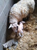 Moutons avec agneaux, Animaux & Accessoires, Moutons, Chèvres & Cochons, Mouton