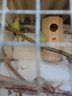 Couple perruche a collier, Animaux & Accessoires