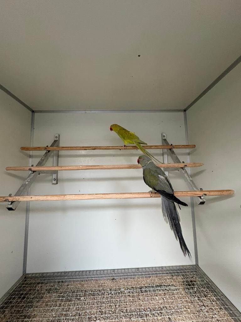 Kweekkoppel halsbanden mauve x gezoomd, Plusieurs animaux, Perruche, Bagué