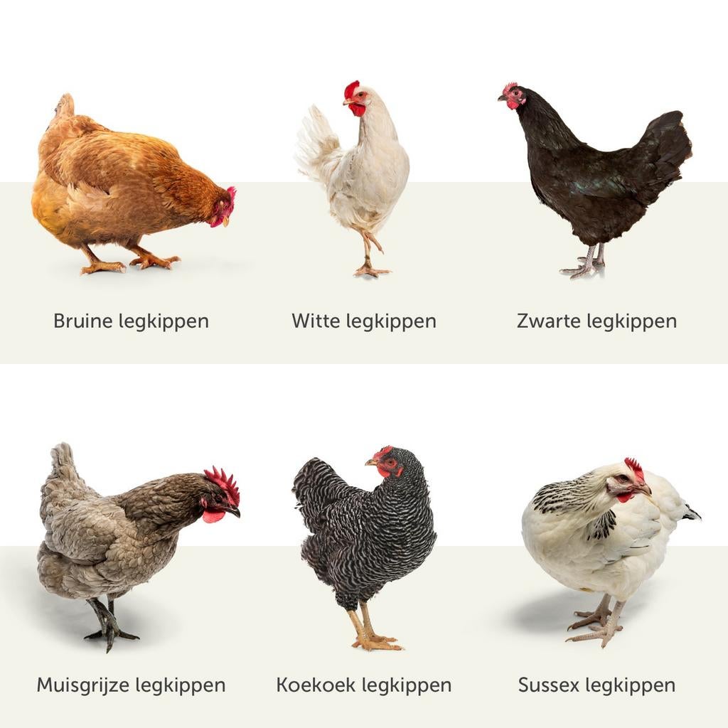 Legkippen verkrijgbaar, Dieren en Toebehoren