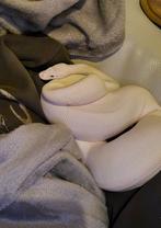 Blue Eyed Leucistic Ball Python + terrarium, Dieren en Toebehoren, Slang, Tam
