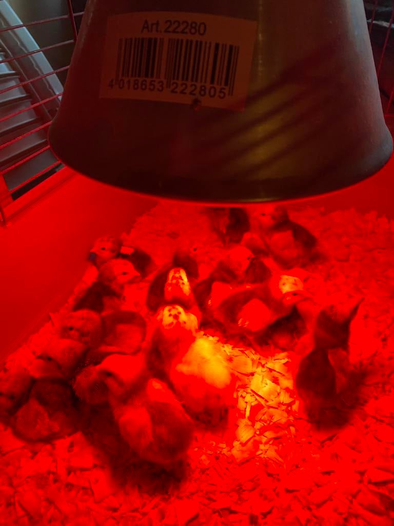 Poussins Onagadori, Sexe inconnu, Poule ou poulet