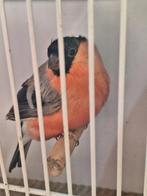 Oiseaux, Mâle, Oiseau chanteur sauvage, Bagué