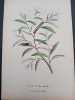Gravure ancienne Mites et chenilles lot 154, Enlèvement ou Envoi