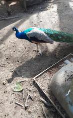 Pauwen, Dieren en Toebehoren