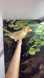Te koop: Kruising distelvink x kanarie (man) – mooie zang, Dieren en Toebehoren, Mannelijk