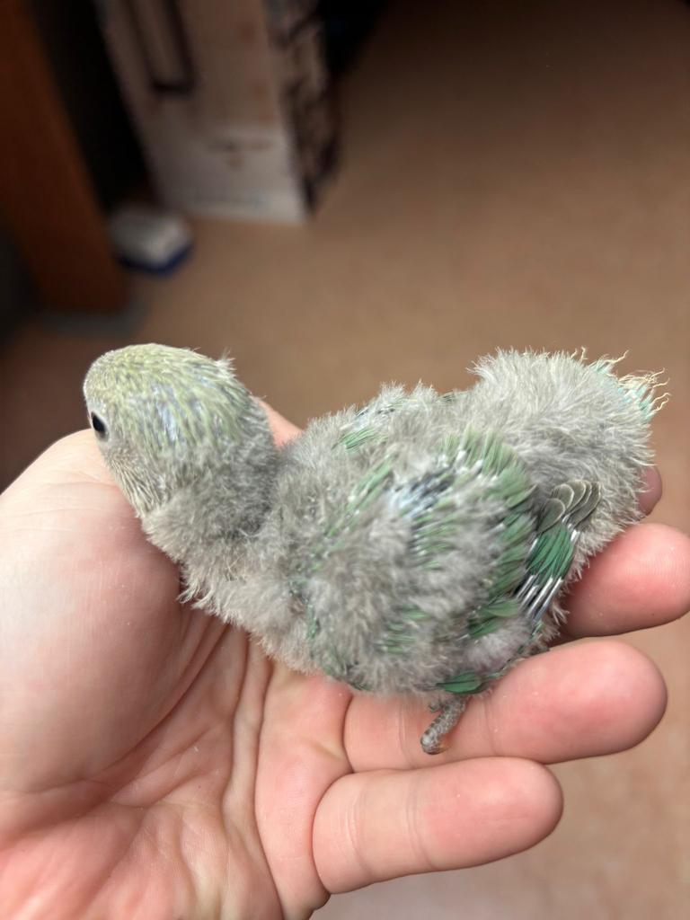 Agapornis (dwergpapegaai), Dieren en Toebehoren, Vogels | Parkieten en Papegaaien