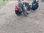 Broedeieren australorp, Dieren en Toebehoren