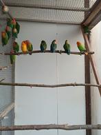 Jumbo/roseicollis-collies