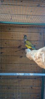 Perruche des rochers ou perruche des cavernes, Mâle, Perruche, Bagué