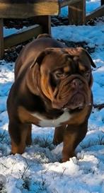 Bulldog dekreu, Animaux & Accessoires, Chiens | Bouledogues, Pinschers & Molossoïdes, 1 à 2 ans, Chien (mâle), Hépatite contagieuse (maladie de Rubarth)
