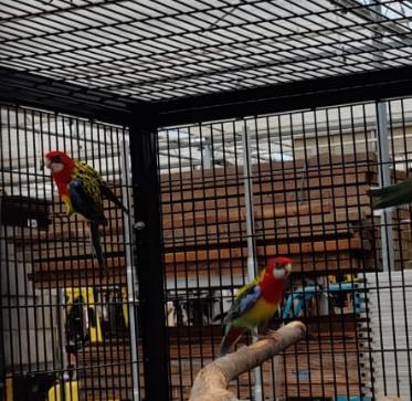 BERGPARKIETEN MANS 2025 GERINGD, Dieren en Toebehoren, Vogels | Parkieten en Papegaaien, Geringd