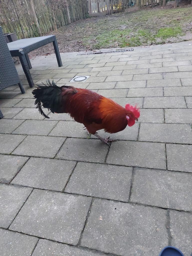 Coq, Animaux & Accessoires, Volatiles