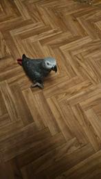 Gris du Gabon Mâle de 12 ans, Mâle