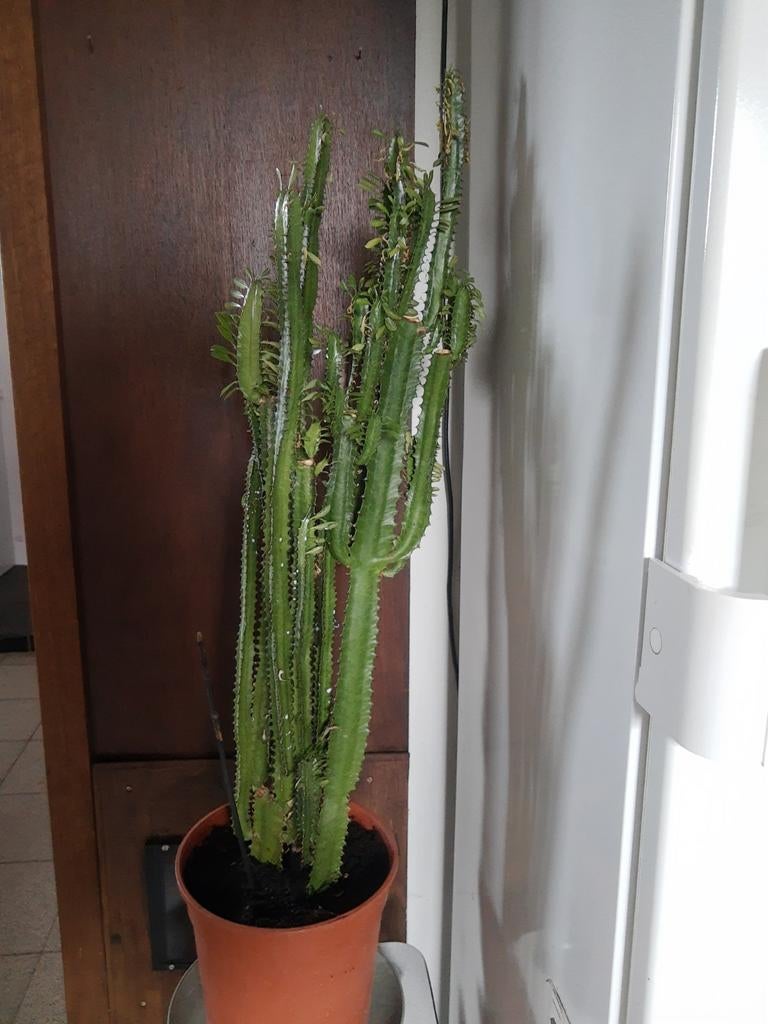 Cactus plant, Ophalen, Cactus