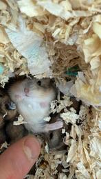 Russische dwerghamsters + papa, Dieren en Toebehoren, Hamster, Februari, Meerdere dieren, Tam