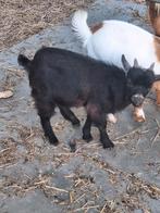 Geiten bokje, Mannelijk, Geit, 0 tot 2 jaar