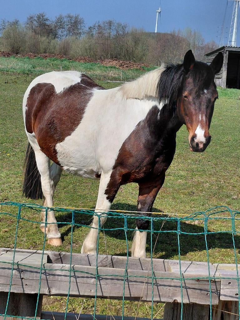 c pony, Dieren en Toebehoren, Paarden, Merrie, 11 jaar of ouder, Ontwormd