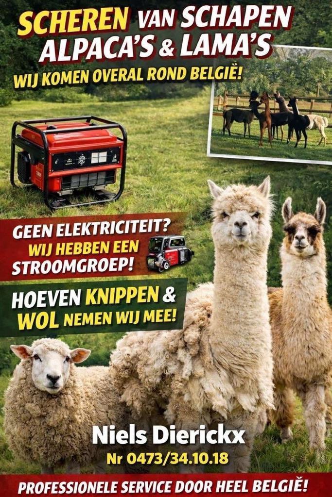 Scheren van schapen alpaca’s en lama’s, Animaux & Accessoires, Moutons, Chèvres & Cochons, Mouton