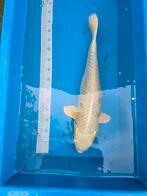 Cream ogon 65-70cm, Dieren en Toebehoren