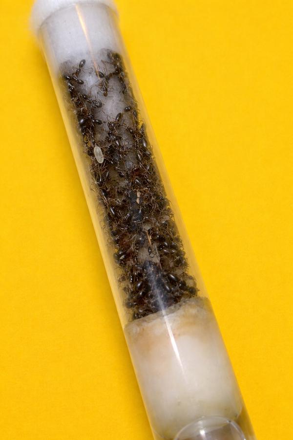 Reine Camponotus Sylvaticus avec 100 à 200 ouvriers, Animaux & Accessoires, Insectes & Araignées, Fourmis