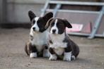 Prachtige welsh corgi pups, Autres races, 8 à 15 semaines, Plusieurs, Éleveur | Loisir