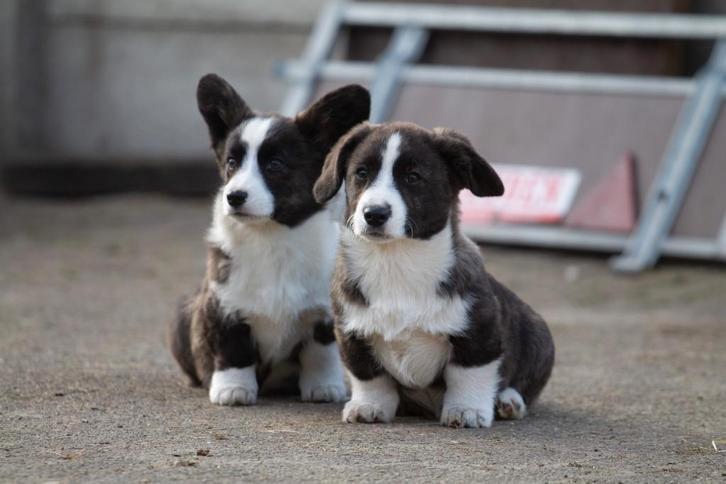Prachtige welsh corgi pups, Animaux & Accessoires, Chiens | Bergers & Bouviers, Plusieurs animaux, Autres races, Éleveur | Loisir
