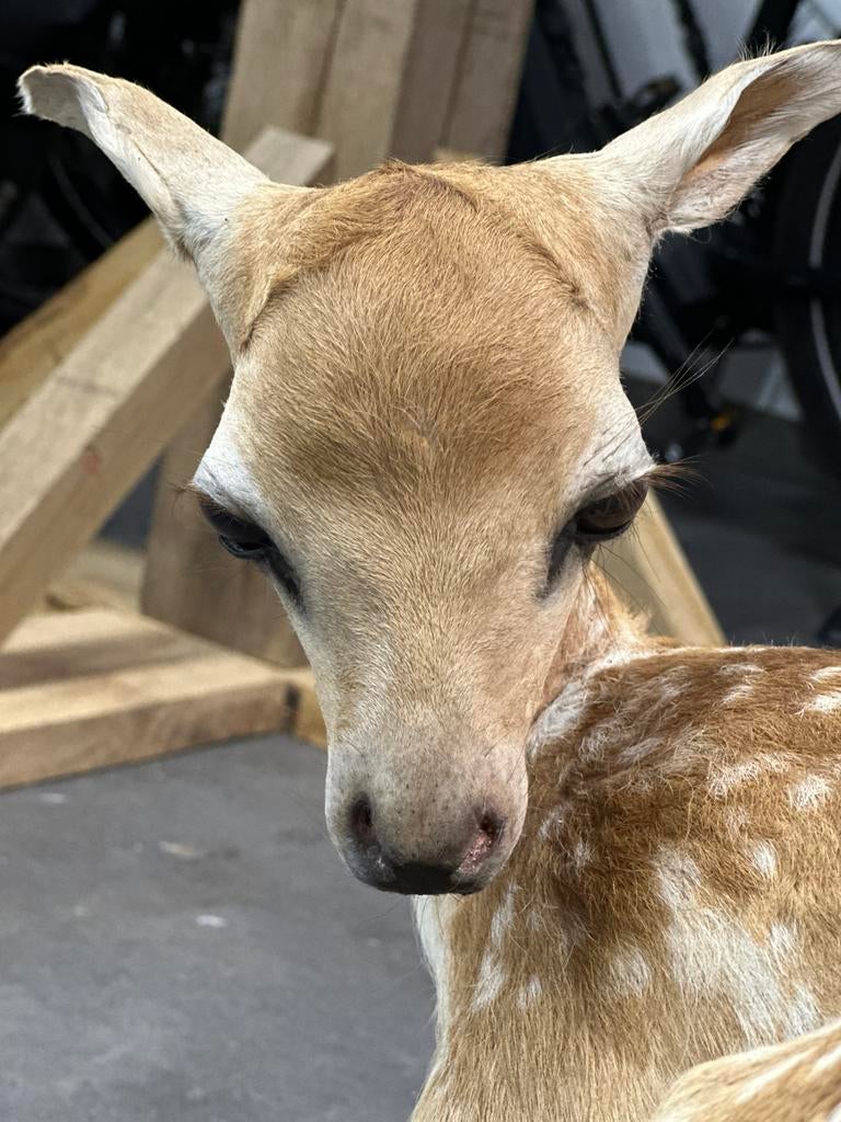 TOP taxidermie bambi hertje, Ophalen