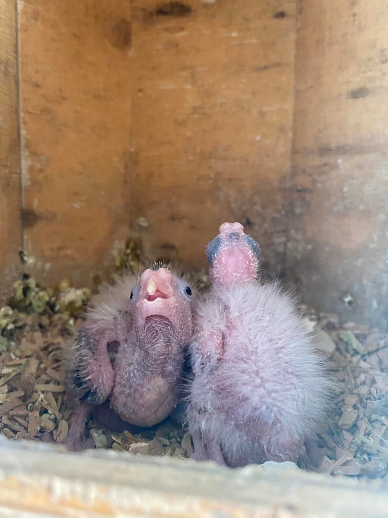 Perruches callopsittes au nid