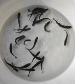 Jeune truite arc-en-ciel, Autres espèces