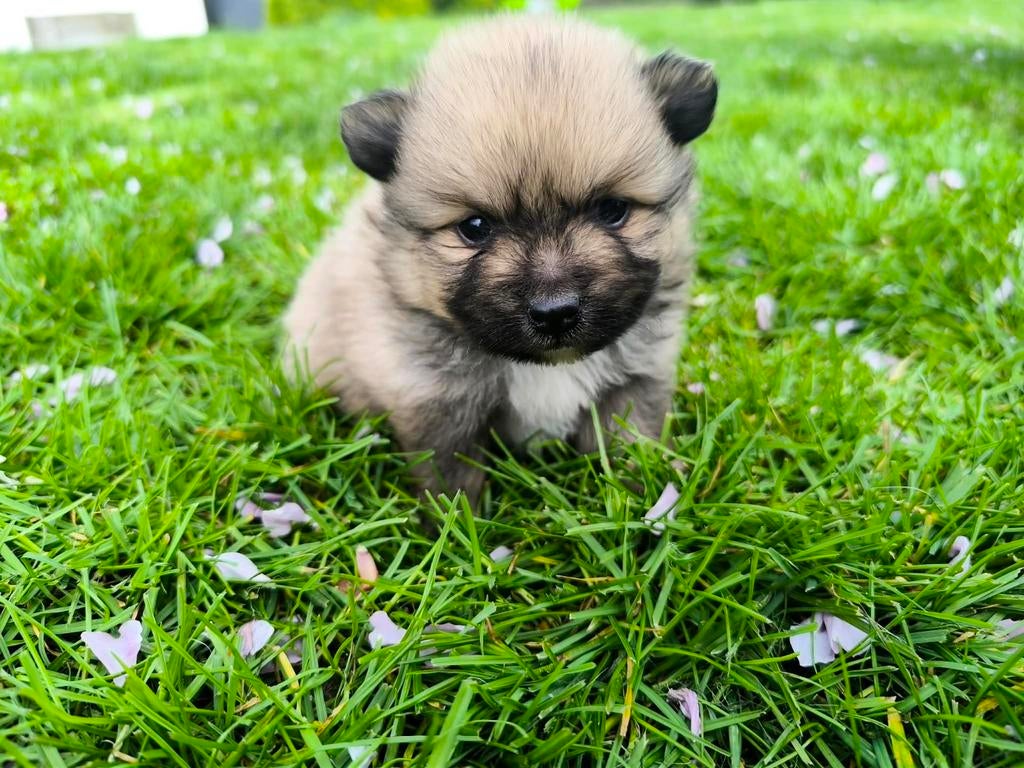 Dwergkees pups, Dieren en Toebehoren, Parvo, België, Overige rassen, 8 tot 15 weken