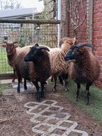 Mooie ooien, Dieren en Toebehoren, Schapen, Geiten en Varkens