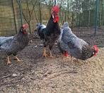 Verse broedeieren Leghorn Blauw, Dieren en Toebehoren, Pluimvee, Geslacht onbekend, Kip