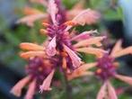 Agastache Mango Tango, Ophalen