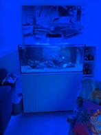 Aquarium aqua medic armatus 500 XD, Enlèvement, Comme neuf