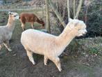 Halstermak alpaca hengstje, Dieren en Toebehoren, Schapen, Geiten en Varkens, Mannelijk, 0 tot 2 jaar