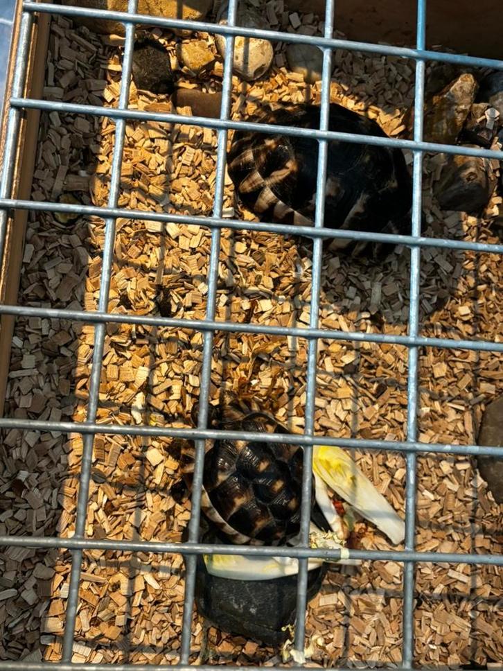 Twee landschilpadden te koop met of zonder toebehoren, Dieren en Toebehoren, Reptielen en Amfibieën, Schildpad, 0 tot 2 jaar, Met terrarium