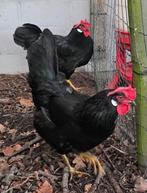 Poules Leghorn noires '25, Poule ou poulet